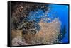 Glassfish (Parapriacanthus Ransonneti) Shoal-Mark Doherty-Framed Stretched Canvas