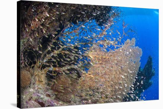 Glassfish (Parapriacanthus Ransonneti) Shoal-Mark Doherty-Stretched Canvas