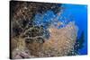 Glassfish (Parapriacanthus Ransonneti) Shoal-Mark Doherty-Stretched Canvas