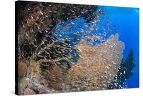 Glassfish (Parapriacanthus Ransonneti) Shoal-Mark Doherty-Stretched Canvas