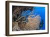 Glassfish (Parapriacanthus Ransonneti) Shoal-Mark Doherty-Framed Photographic Print