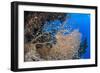 Glassfish (Parapriacanthus Ransonneti) Shoal-Mark Doherty-Framed Photographic Print