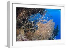 Glassfish (Parapriacanthus Ransonneti) Shoal-Mark Doherty-Framed Photographic Print