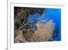 Glassfish (Parapriacanthus Ransonneti) Shoal-Mark Doherty-Framed Photographic Print
