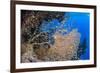 Glassfish (Parapriacanthus Ransonneti) Shoal-Mark Doherty-Framed Photographic Print