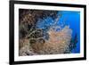 Glassfish (Parapriacanthus Ransonneti) Shoal-Mark Doherty-Framed Photographic Print