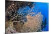 Glassfish (Parapriacanthus Ransonneti) Shoal-Mark Doherty-Mounted Photographic Print