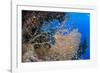 Glassfish (Parapriacanthus Ransonneti) Shoal-Mark Doherty-Framed Photographic Print