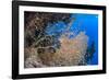 Glassfish (Parapriacanthus Ransonneti) Shoal-Mark Doherty-Framed Photographic Print