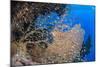 Glassfish (Parapriacanthus Ransonneti) Shoal-Mark Doherty-Mounted Photographic Print