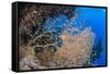 Glassfish (Parapriacanthus Ransonneti) Shoal-Mark Doherty-Framed Stretched Canvas