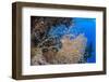 Glassfish (Parapriacanthus Ransonneti) Shoal-Mark Doherty-Framed Photographic Print