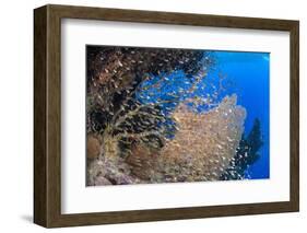 Glassfish (Parapriacanthus Ransonneti) Shoal-Mark Doherty-Framed Photographic Print