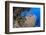 Glassfish (Parapriacanthus Ransonneti) Shoal-Mark Doherty-Framed Photographic Print