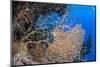 Glassfish (Parapriacanthus Ransonneti) Shoal-Mark Doherty-Mounted Photographic Print