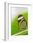 Glasswing butterfly resting on leaf-Edwin Giesbers-Framed Photographic Print