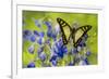 Glassy Bluebottle Butterfly, Graphium Cloanthus Sumatranum-Darrell Gulin-Framed Photographic Print