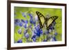 Glassy Bluebottle Butterfly, Graphium Cloanthus Sumatranum-Darrell Gulin-Framed Photographic Print