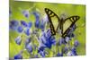 Glassy Bluebottle Butterfly, Graphium Cloanthus Sumatranum-Darrell Gulin-Mounted Photographic Print