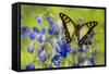 Glassy Bluebottle Butterfly, Graphium Cloanthus Sumatranum-Darrell Gulin-Framed Stretched Canvas