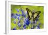 Glassy Bluebottle Butterfly, Graphium Cloanthus Sumatranum-Darrell Gulin-Framed Photographic Print