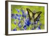 Glassy Bluebottle Butterfly, Graphium Cloanthus Sumatranum-Darrell Gulin-Framed Photographic Print