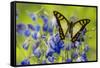 Glassy Bluebottle Butterfly, Graphium Cloanthus Sumatranum-Darrell Gulin-Framed Stretched Canvas