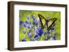 Glassy Bluebottle Butterfly, Graphium Cloanthus Sumatranum-Darrell Gulin-Framed Photographic Print