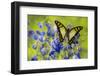 Glassy Bluebottle Butterfly, Graphium Cloanthus Sumatranum-Darrell Gulin-Framed Photographic Print
