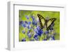 Glassy Bluebottle Butterfly, Graphium Cloanthus Sumatranum-Darrell Gulin-Framed Photographic Print