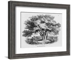 Glastonbury Thorn-null-Framed Art Print