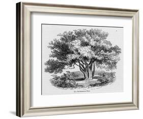 Glastonbury Thorn-null-Framed Art Print