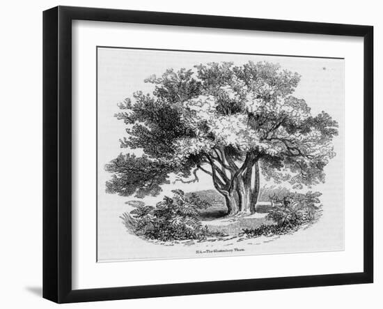 Glastonbury Thorn-null-Framed Art Print