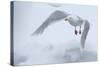 Glaucous Gull (Larus Hyperboreus) in Flight, Moselbukta, Svalbard, Norway, July 2008-de la-Stretched Canvas