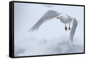 Glaucous Gull (Larus Hyperboreus) in Flight, Moselbukta, Svalbard, Norway, July 2008-de la-Framed Stretched Canvas