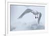 Glaucous Gull (Larus Hyperboreus) in Flight, Moselbukta, Svalbard, Norway, July 2008-de la-Framed Photographic Print