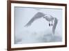 Glaucous Gull (Larus Hyperboreus) in Flight, Moselbukta, Svalbard, Norway, July 2008-de la-Framed Photographic Print