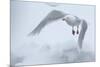 Glaucous Gull (Larus Hyperboreus) in Flight, Moselbukta, Svalbard, Norway, July 2008-de la-Mounted Photographic Print