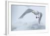 Glaucous Gull (Larus Hyperboreus) in Flight, Moselbukta, Svalbard, Norway, July 2008-de la-Framed Photographic Print