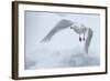 Glaucous Gull (Larus Hyperboreus) in Flight, Moselbukta, Svalbard, Norway, July 2008-de la-Framed Photographic Print