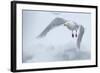 Glaucous Gull (Larus Hyperboreus) in Flight, Moselbukta, Svalbard, Norway, July 2008-de la-Framed Photographic Print