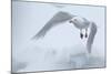 Glaucous Gull (Larus Hyperboreus) in Flight, Moselbukta, Svalbard, Norway, July 2008-de la-Mounted Photographic Print