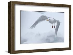 Glaucous Gull (Larus Hyperboreus) in Flight, Moselbukta, Svalbard, Norway, July 2008-de la-Framed Photographic Print