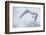 Glaucous Gull (Larus Hyperboreus) in Flight, Moselbukta, Svalbard, Norway, July 2008-de la-Framed Photographic Print