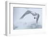 Glaucous Gull (Larus Hyperboreus) in Flight, Moselbukta, Svalbard, Norway, July 2008-de la-Framed Photographic Print