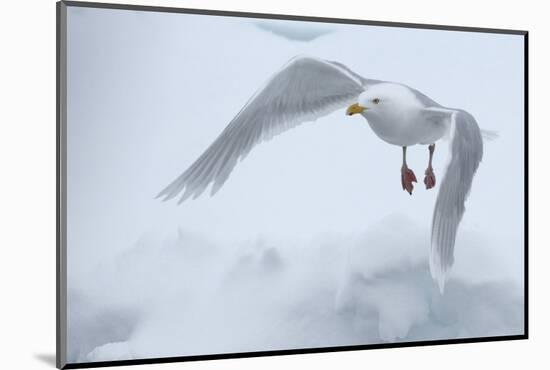 Glaucous Gull (Larus Hyperboreus) in Flight, Moselbukta, Svalbard, Norway, July 2008-de la-Mounted Photographic Print