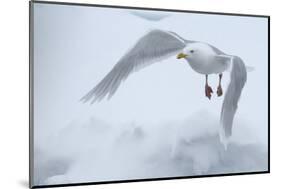 Glaucous Gull (Larus Hyperboreus) in Flight, Moselbukta, Svalbard, Norway, July 2008-de la-Mounted Photographic Print