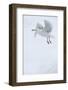 Glaucous Gull (Larus Hyperboreus) in Flight, Moselbukta, Svalbard, Norway, July 2008-de la-Framed Photographic Print