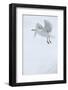 Glaucous Gull (Larus Hyperboreus) in Flight, Moselbukta, Svalbard, Norway, July 2008-de la-Framed Photographic Print