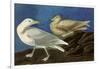 Glaucous Gull-John James Audubon-Framed Giclee Print